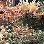 Regina Amalasunta