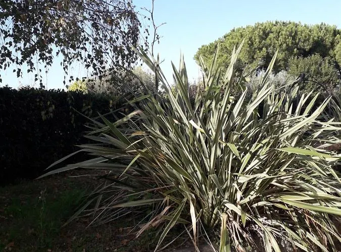 Regina Amalasunta * Marta